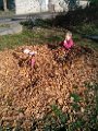 IMG_20151108_112059