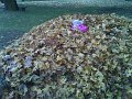 DSC00318